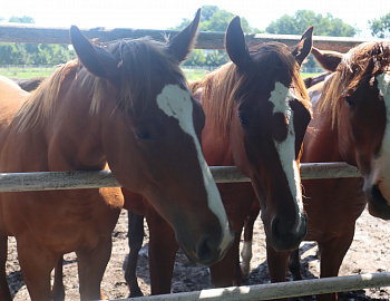 ��������� �� ������ ����� ������� ��� ����� �������������� ������